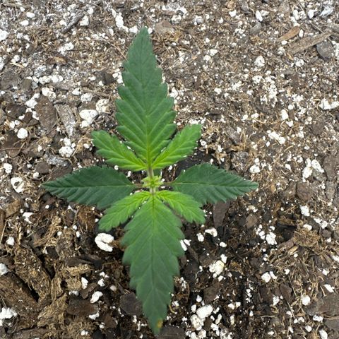 Rando420 growlog timeline photo