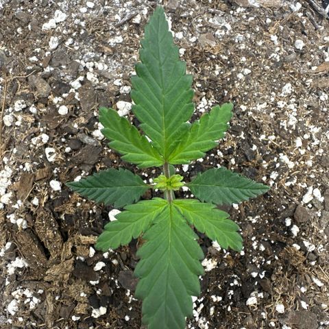 Rando420 growlog timeline photo