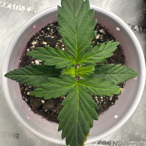 Northern Lights (Solo Cup Challenge) growlog timeline photo
