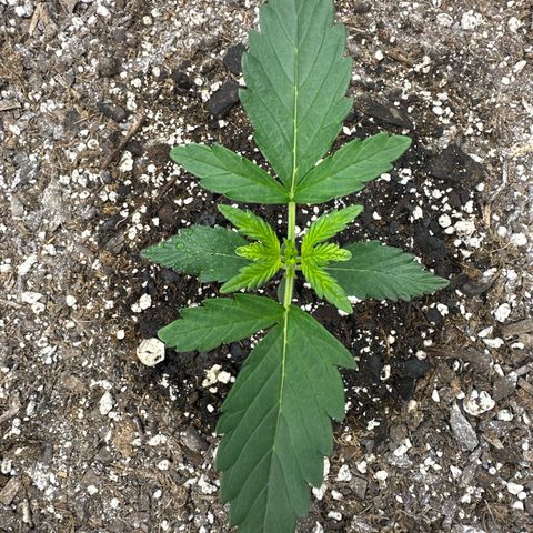Toofless Alien  growlog timeline photo