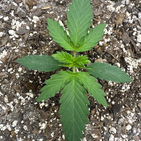 #49 Grappa growlog timeline photo