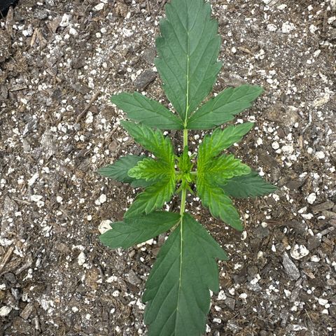 Toofless Alien  growlog timeline photo