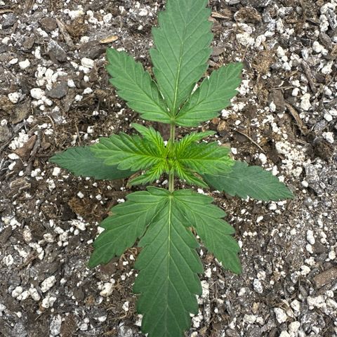 #49 Grappa growlog timeline photo