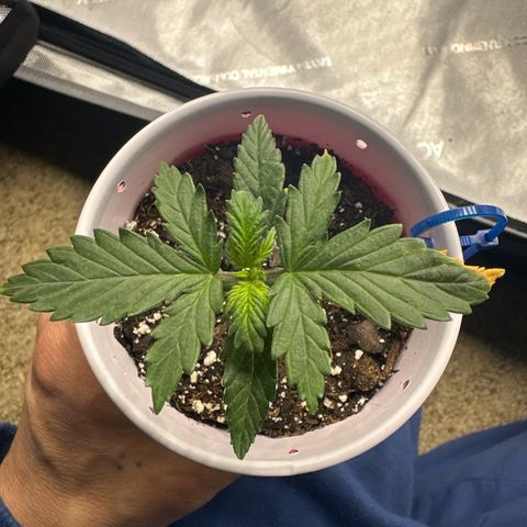 Northern Lights (Solo Cup Challenge) growlog timeline photo