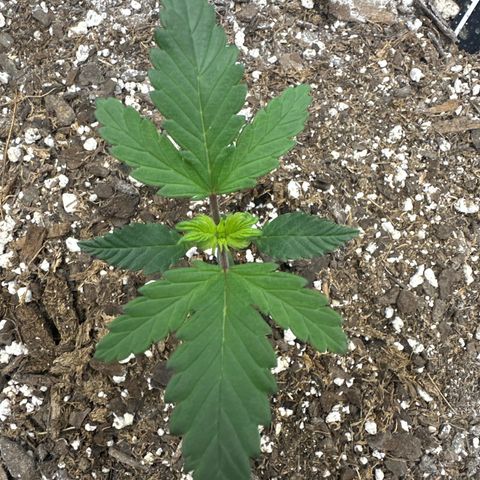 Rando420 growlog timeline photo