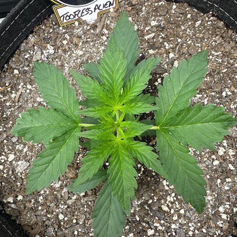 Toofless Alien  growlog timeline photo