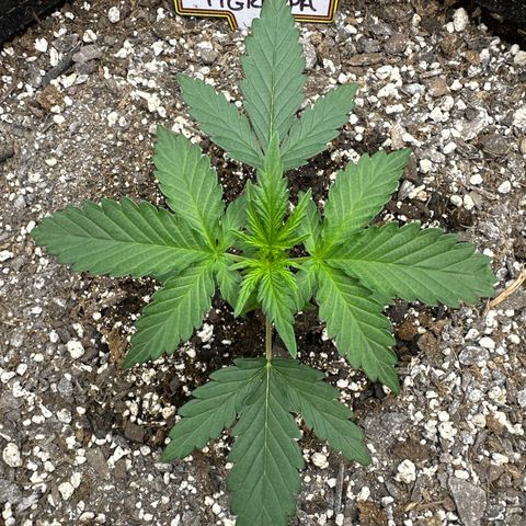 #49 Grappa growlog timeline photo