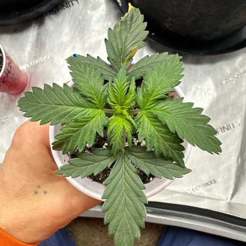 Northern Lights (Solo Cup Challenge) growlog timeline photo