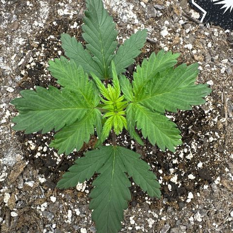 Rando420 growlog timeline photo