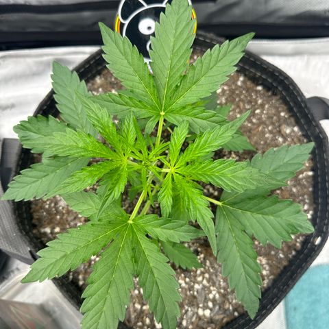 Toofless Alien  growlog timeline photo