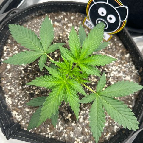 #49 Grappa growlog timeline photo