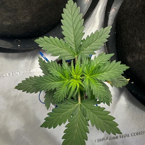 Northern Lights (Solo Cup Challenge) growlog timeline photo
