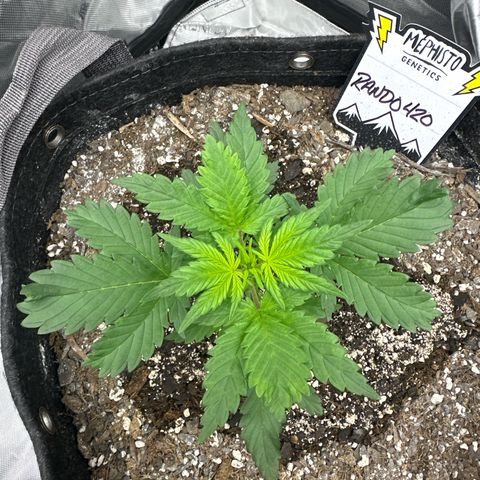 Rando420 growlog timeline photo