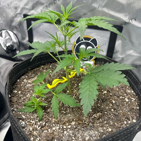 Toofless Alien  growlog timeline photo