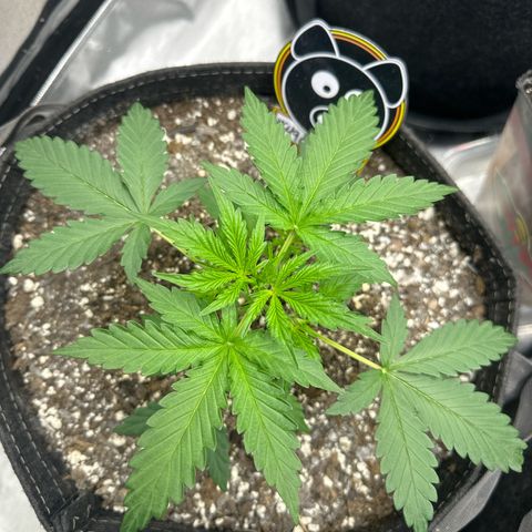 #49 Grappa growlog timeline photo