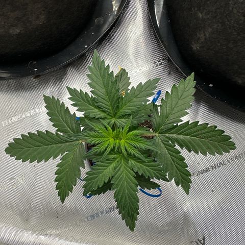 Northern Lights (Solo Cup Challenge) growlog timeline photo