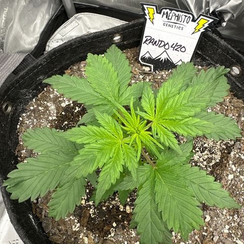 Rando420 growlog timeline photo