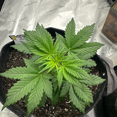 Rando420 growlog timeline photo