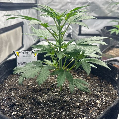 Rando420 growlog timeline photo