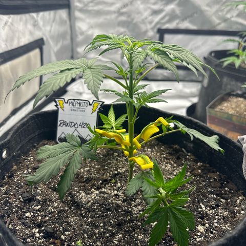 Rando420 growlog timeline photo