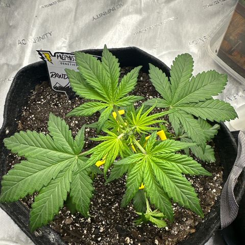 Rando420 growlog timeline photo