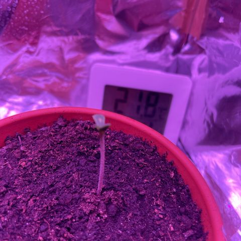 Sensi Skunk growlog photo: Ventilator