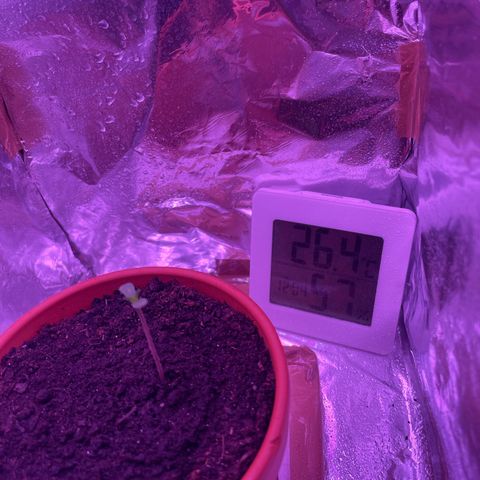 Sensi Skunk growlog timeline photo