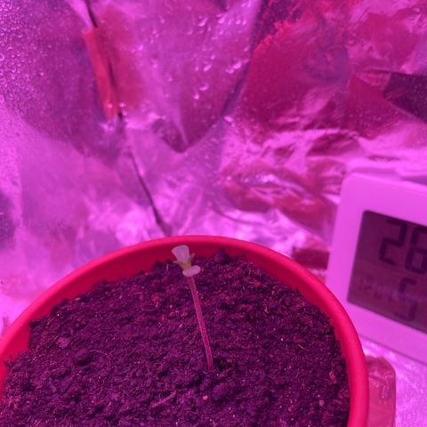 Sensi Skunk growlog timeline photo