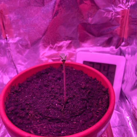 Sensi Skunk growlog timeline photo