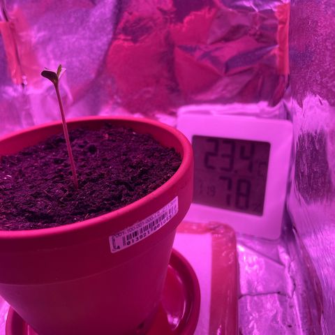 Sensi Skunk growlog timeline photo