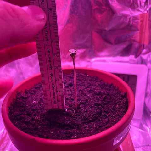 Sensi Skunk growlog timeline photo