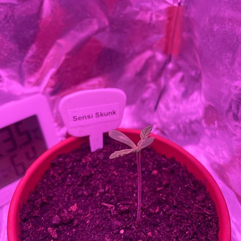 Sensi Skunk growlog timeline photo