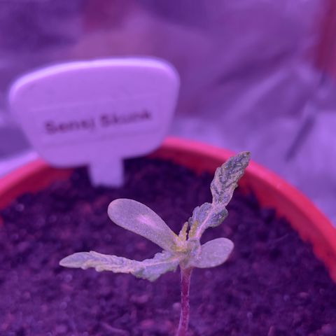 Sensi Skunk growlog timeline photo