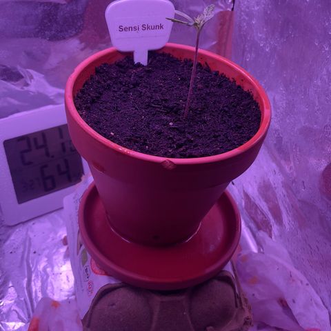 Sensi Skunk growlog timeline photo