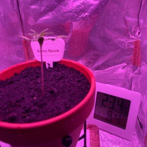 Sensi Skunk growlog timeline photo