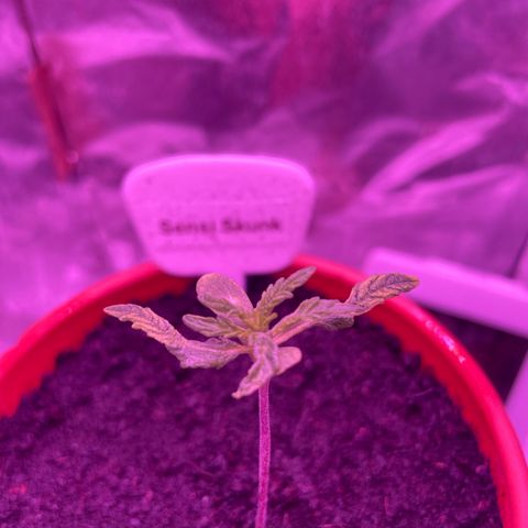 Sensi Skunk growlog timeline photo