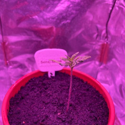 Sensi Skunk growlog timeline photo
