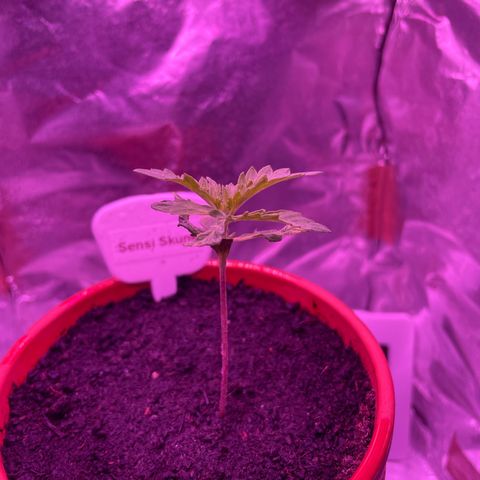 Sensi Skunk growlog timeline photo