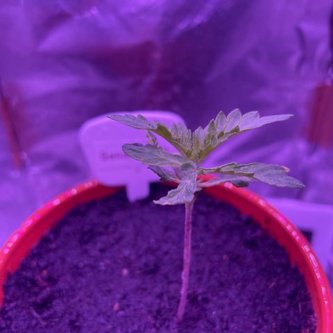 Sensi Skunk growlog timeline photo