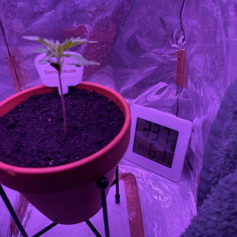Sensi Skunk growlog timeline photo
