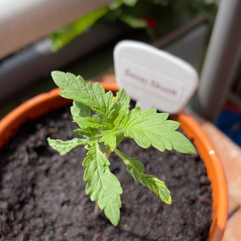 Sensi Skunk growlog timeline photo
