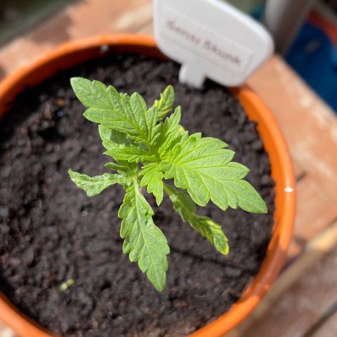Sensi Skunk growlog timeline photo
