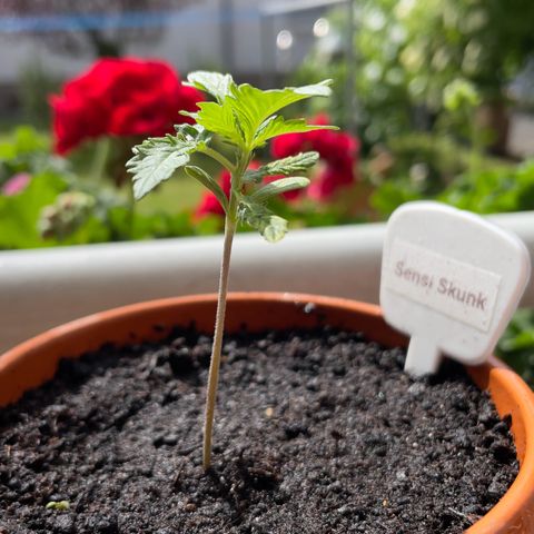 Sensi Skunk growlog timeline photo
