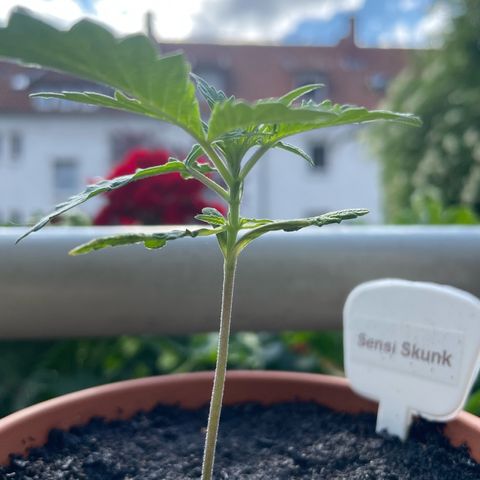 Sensi Skunk growlog timeline photo