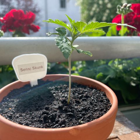 Sensi Skunk growlog timeline photo