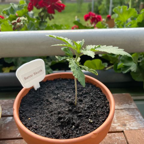 Sensi Skunk growlog timeline photo