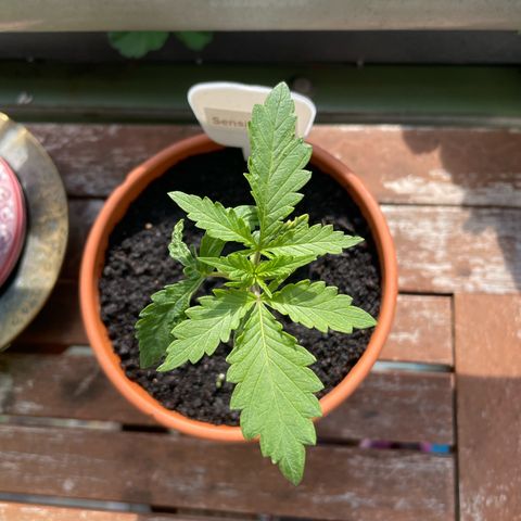 Sensi Skunk growlog timeline photo