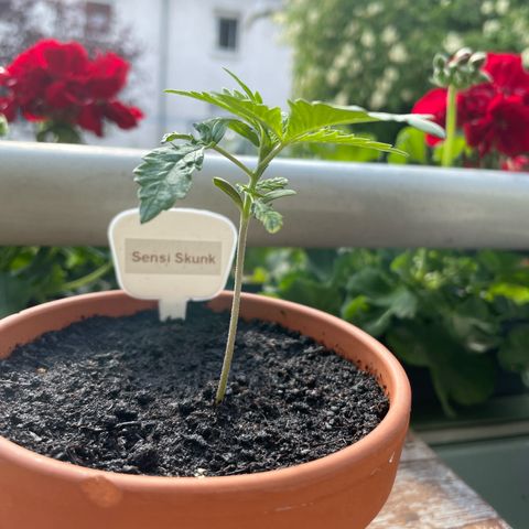Sensi Skunk growlog timeline photo