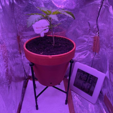 Sensi Skunk growlog timeline photo