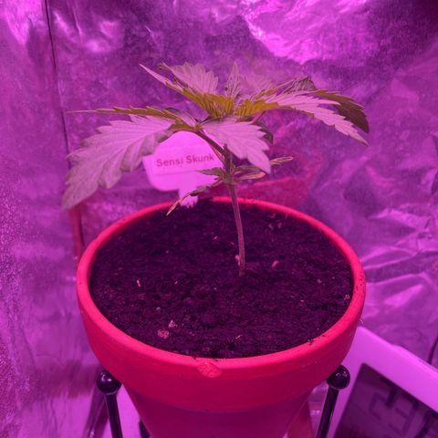 Sensi Skunk growlog timeline photo